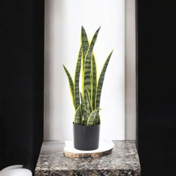 ИЗКУСТВЕНО РАСТЕНИЕ В САКСИЯ