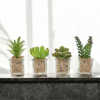 СУКУЛЕНТНО РАСТЕНИЕ В СТЪКЛЕНА КАШПА