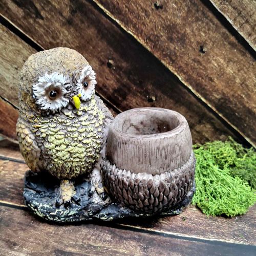 МОЛИВНИК - БУХАЛЧЕ