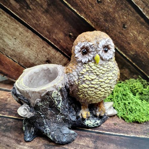 МОЛИВНИК - БУХАЛЧЕ