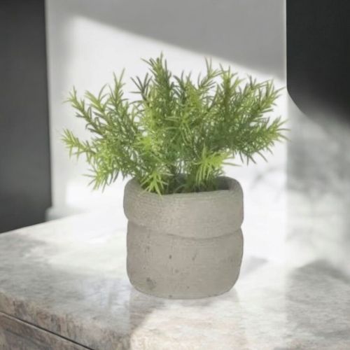 СУКУЛЕНТНО РАСТЕНИЕ В КАШПА