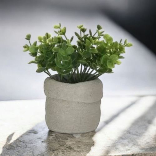 СУКУЛЕНТНО РАСТЕНИЕ В КАШПА