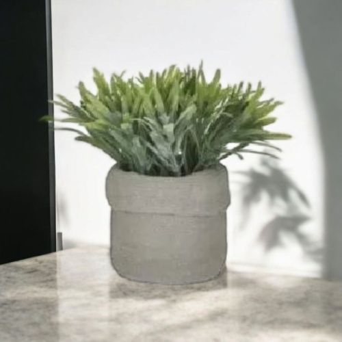 СУКУЛЕНТНО РАСТЕНИЕ В КАШПА