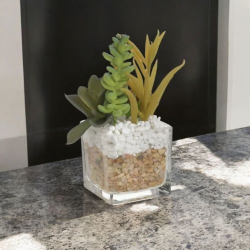 СУКУЛЕНТНО РАСТЕНИЕ В СТЪКЛЕНА КАШПА