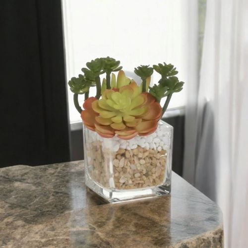 СУКУЛЕНТНО РАСТЕНИЕ В СТЪКЛЕНА КАШПА