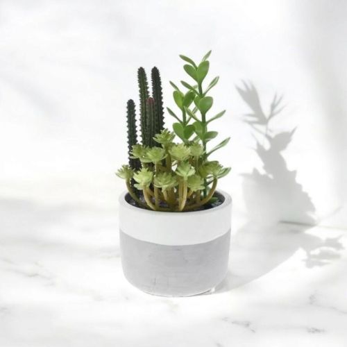 СУКУЛЕНТНИ РАСТЕНИЯ В КАШПА 22 СМ 