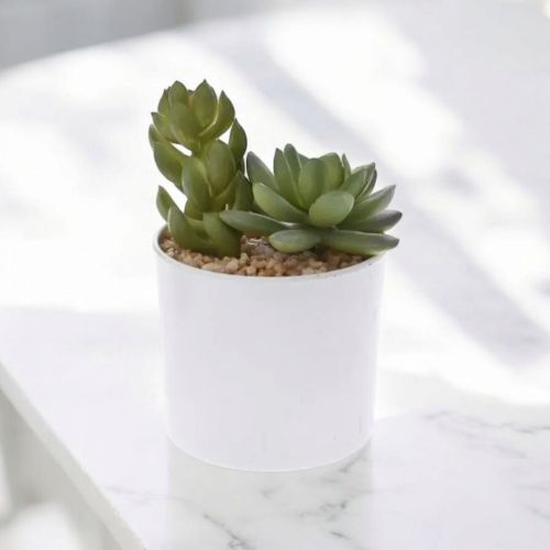 СУКУЛЕНТНО РАСТЕНИЕ В КАШПА  13 СМ