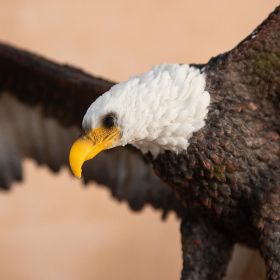 ДЕКОРАТИВНА ФИГУРА ОРЕЛ - ГОСПОДАР НА СКАЛНИТЕ ВЪРХОВЕ