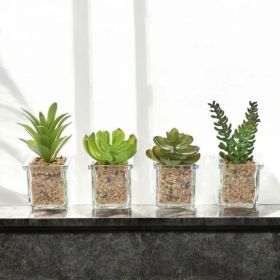 СУКУЛЕНТНО РАСТЕНИЕ В СТЪКЛЕНА КАШПА