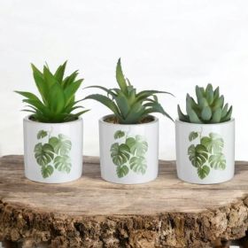 ИЗКУСТВЕНО СУКУЛЕНТНО РАСТЕНИЕ В КАШПА - ЖИВОТ БЕЗ СВЕТЛИНА